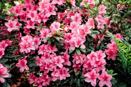 Photo for Blooming pink azalea flowers close up nature spring background. floral background lush fresh azalea flowers. Beautiful Rhododendron. springtime in botanical garden. Bush in bloom. Place for text. - Royalty Free Image