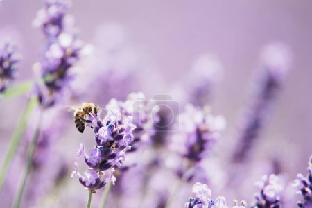 Honigbienen bestäuben Lavendelblüten. Pflanzenverfall durch Insekten. Verschwommener Sommerhintergrund aus Lavendelblüten mit Bienen. Schöne Tapete. Weichzeichner. Lavendel-Feldbiene fliegt über Blume