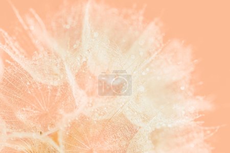 Color of the Year 2024 Peach Fuzz. Beautiful soft background. parachutes dandelion. Copy space. soft focus on water droplets. circular shape, abstract background.