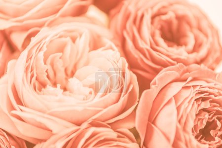 Color of the Year 2024 Peach Fuzz. Happy mothers day, romantic still life, fresh roses flowers pink background copy space. Womans day, greeting card. Happy birthday.