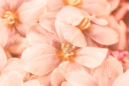 Farbe des Jahres 2024 Peach Fuzz. Schöne weiche Hintergrund. Schöne Blumenkomposition mit Tulpe. Blumenladen und Floristik-Design-Konzept. Nahaufnahme, blumiger Hintergrund