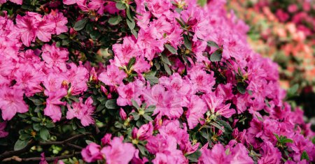 Téléchargez les photos : Sélection hybride en floraison d'Azalia Rhododendron hybridum en serre. fond de fleur. Concentrez-vous. Vue macro - en image libre de droit
