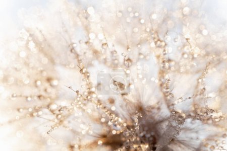 Photo for Macro nature abstract background. Beautiful dew drops on dandelion seed macro. soft background. Water drops on parachutes dandelion. Copy space. soft selective focus on water droplets. circular shape - Royalty Free Image
