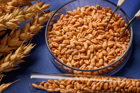 Wheat grain and wheat ears on a laboratory table. testing of grain quality and pesticides trace. top view. Genetic Modification Study in Agricultural Wheat. Agricultural Research