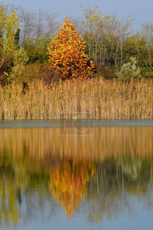 Photo for A healthy walk among the autumn colors of the peat bog ponds of Lake Iseo, Brescia, Italy - Royalty Free Image
