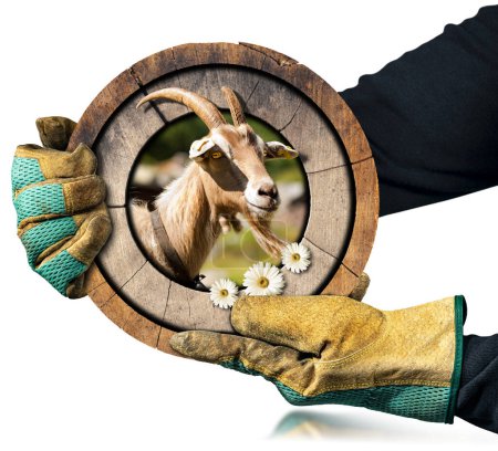 Foto de Agricultor con guantes de trabajo protectores sosteniendo un letrero redondo de madera con una cabeza de cabra, aislado sobre fondo blanco, fotografía. - Imagen libre de derechos