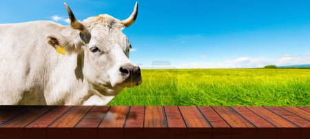Téléchargez les photos : Portrait de vache laitière blanche avec cornes (génisse) et une table en bois vide sur un paysage rural. Modèle pour les produits laitiers. - en image libre de droit