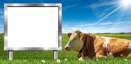 Vaca lechera marrón y blanca con cencerro y una cartelera de metal en blanco con espacio para copiar, en un paisaje rural, pasto verde, hierba, flores de margarita, cielo azul con nubes y rayos de sol.