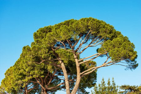 Foto de Primer plano de pinos marítimos verdes contra un cielo azul claro. Región mediterránea, costa del lago de Garda, provincia de Verona, Véneto, Italia, sur de Europa. - Imagen libre de derechos