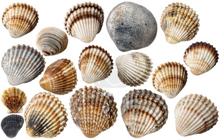 Photo for Collection of Conch Shells, isolated on white background, photography. - Royalty Free Image