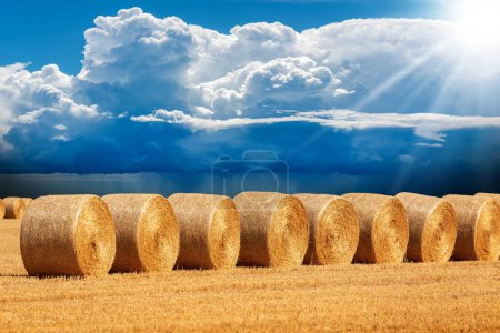 Row of golden hay bales in a sunny summer day with a beautiful blue sky with cumulus clouds (cumulonimbus) on background, Padan Plain or Po valley (Pianura Padana), Lombardy, Italy, southern Europe.