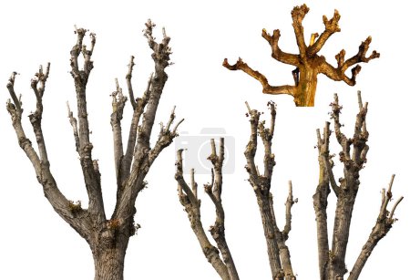 Closeup of a group of pruned trees isolated on white background.