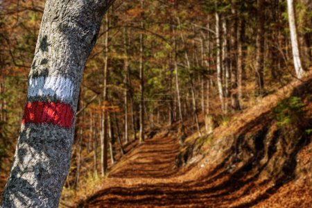 Foto de Señal de sendero rojo y blanco (marcador de sendero) pintada en un tronco de árbol, al fondo un sendero borroso en otoño, Alpes italianos, Trentino Alto Adigio, Italia, Europa. - Imagen libre de derechos