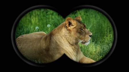 Foto de Binoculares Punto de vista con una leona descansando en la hierba verde, vista lateral. - Imagen libre de derechos