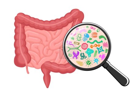 Intestines microscopic bacterias magnification. Human intestine microbiome concept. Gut microflora by magnifying glass. Bowel probiotic microbiota. Digestive internal organ microbiology flora. Vector