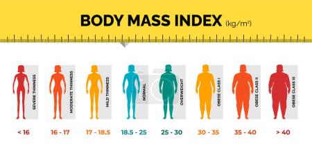 Illustration for BMI classification chart measurement woman colorful infographic with ruler. Female Body Mass Index scale collection from underweight to overweight fit. Person different weight level. Vector eps - Royalty Free Image