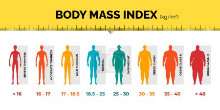 Illustration for BMI classification chart measurement man colorful infographic with ruler. Male Body Mass Index scale collection from underweight to overweight fit. Person different weight level. Vector illustration - Royalty Free Image