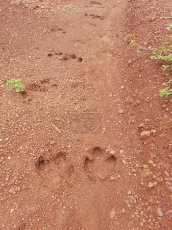 Photo for Footprint of a tapir (Tapirus terrestris) on the red earth, animal path, in a farm area - Royalty Free Image