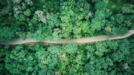 Photo for Top down view from drone over a small dirt road with trees and forest around, transportation, dirt access, nature, aerial landscape, panorama - Royalty Free Image
