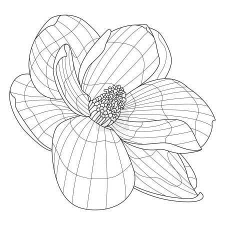 Ilustración de Magnolia flor vector libro para colorear - Imagen libre de derechos