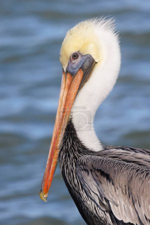 Adult Brown Pelican (Pelecanus occidentalis)  - Sebastian Inlet, Florida