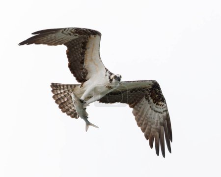 Photo for Osprey (Pandion haliaetus) carrying a freshly caught catfish in its talons - Sebastian River, Florida - Royalty Free Image