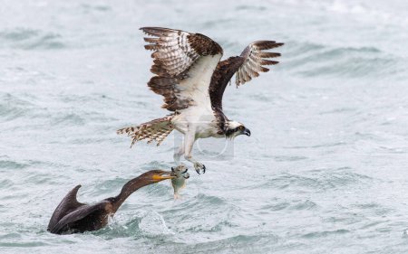 Osprey (Pandion haliaetus) and Double-crested Cormorant  (Phalacrocorax auritus) grabbing the sasme fish - Florida