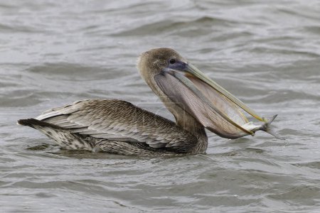 Immature Brown Pelican (Pelecanus occidentalis) with a freshly caught fish in its pouch - Indian River, Florida