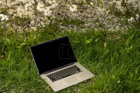 Téléchargez les photos : Télétravail sous les fleurs de cerisier - en image libre de droit