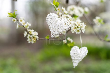 Hanging on symbolic decorative heart on flowering trees. Concept of Valentines day, Spring, Love.