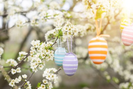 Foto de Un huevo de Pascua cuelga de una rama de un cerezo floreciente. Pascua primavera fondo. - Imagen libre de derechos