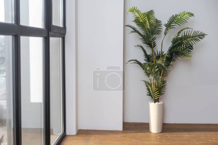Chamaedorea elegans, the neanthe bella palm or parlour palm, is a species of small palm tree growing in flower pot in home interior on window sill