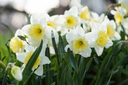 Photo for Narcissus flowers close up. Floral spring background. Blooming daffodils in the field. White flowers on a dark background. Seasonal wallpaper for design - Royalty Free Image