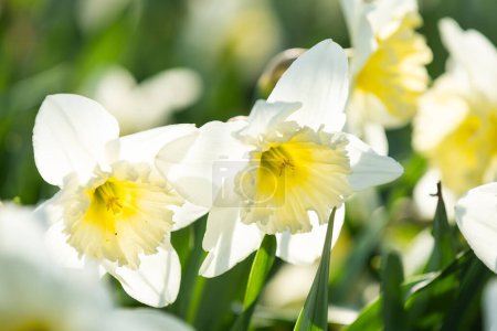 Foto de Narcisos en un soleado jardín de primavera. - Imagen libre de derechos