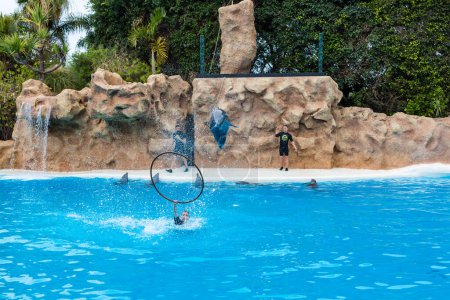 Téléchargez les photos : PUERTO DE LA CRUZ, TENERIFE - 7 janvier 2020 : Salon des dauphins dans le Loro Parque, qui est maintenant la deuxième plus grande attraction de Tenerifes avec la plus grande piscine de dauphins d'Europe - en image libre de droit