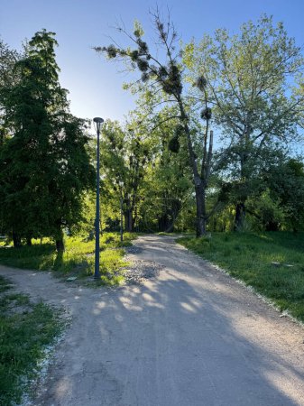 Un sentier dans le parc avec des bouleaux et des bancs. C'est un beau paysage. Chisinau, République de Moldavie. Photo de haute qualité