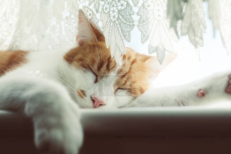 Photo for Cute ginger tabby cat sleeping on the windowsill on a sunny day - Royalty Free Image