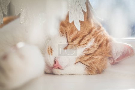 Photo for Cute ginger tabby cat sleeping on the windowsill on a sunny day - Royalty Free Image