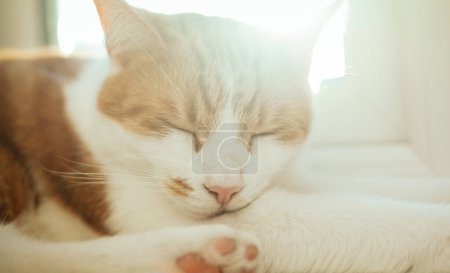 Photo for Closeup photo of a cute ginger tabby cat sleeping on the windowsill - Royalty Free Image