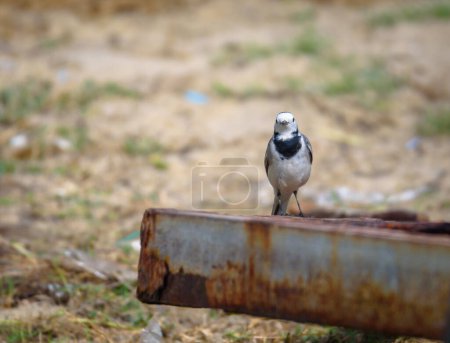 Photo for The White Wagtail is a small passerine bird in the family Motacillidae. - Royalty Free Image