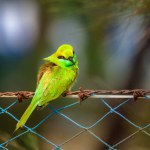 A cute Little Asian Bee Eater Perched on a Fence.