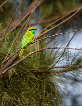 Asian Green bee-eater or little green bee-eater perched on a thin branch .