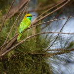 Asian Green bee-eater or little green bee-eater perched on a thin branch . 
