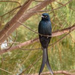 The Back Drongo (Dicrurus macrocercus) is a small Asian passerine bird of the drongo family Dicruridae. 