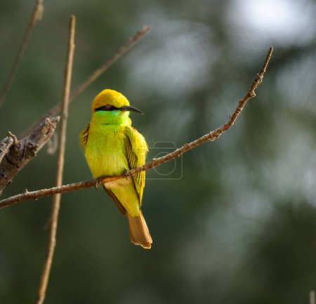 An  Asian green bee-eater , also known as little green bee-eater.