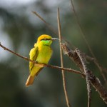 An  Asian green bee-eater , also known as little green bee-eater.