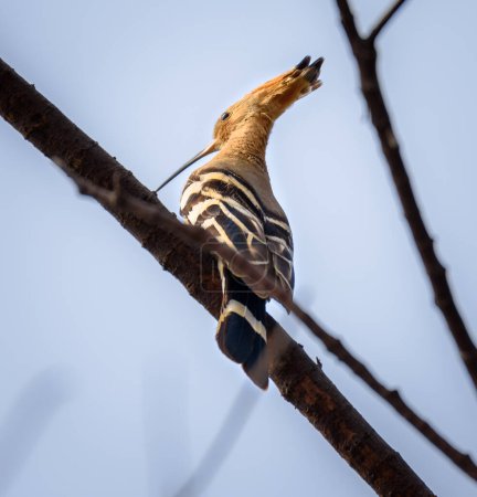 View of a Hoopoe perched on a tree.