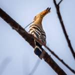 View of a Hoopoe perched on a tree.