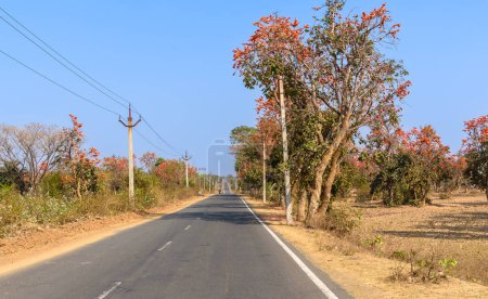 Vista vertical de la hermosa carretera nacional india rodeada de árboles de Palash.