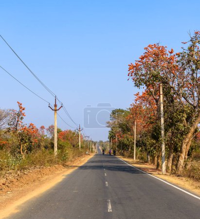 Vista vertical de la hermosa carretera nacional india rodeada de árboles de Palash.